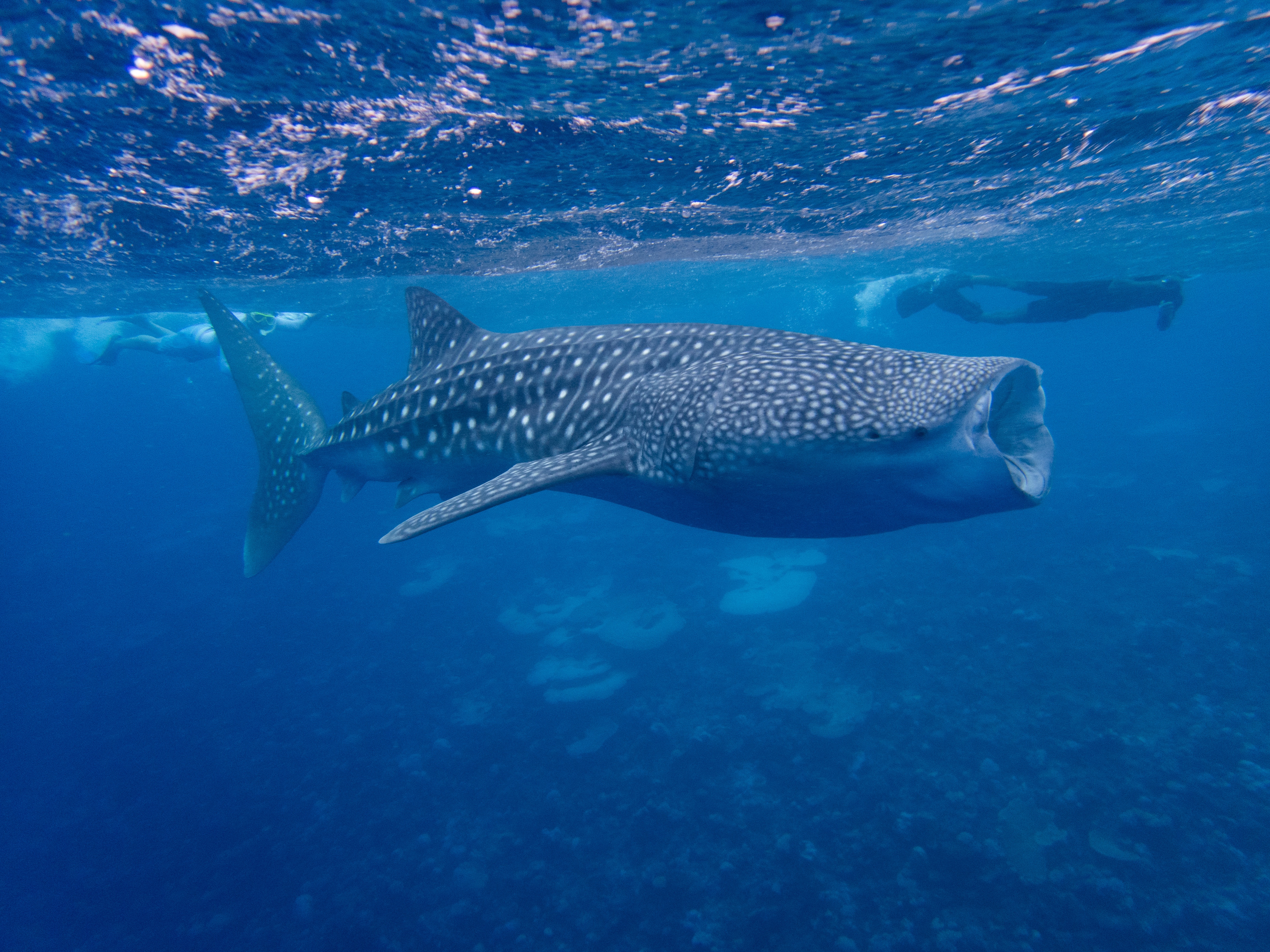 Pure chaos': how whale shark tourism in Maldives is out of control and puts  the magnificent creatures' lives at risk